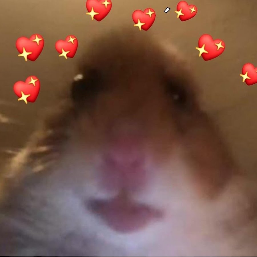 Хомяк селфи