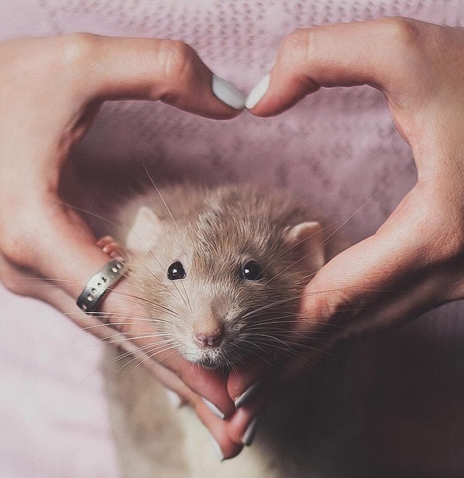 Милые крысы