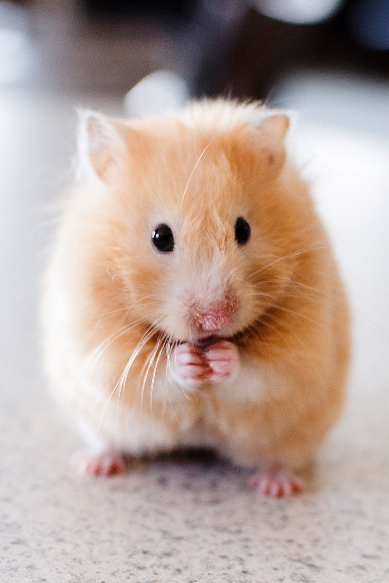 Милые хомячки