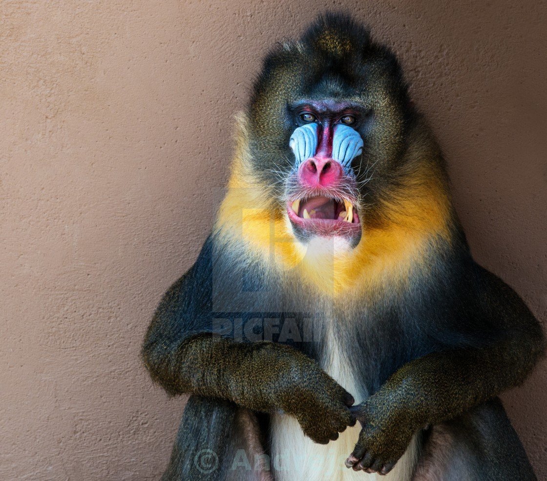 Разноцветная обезьяна