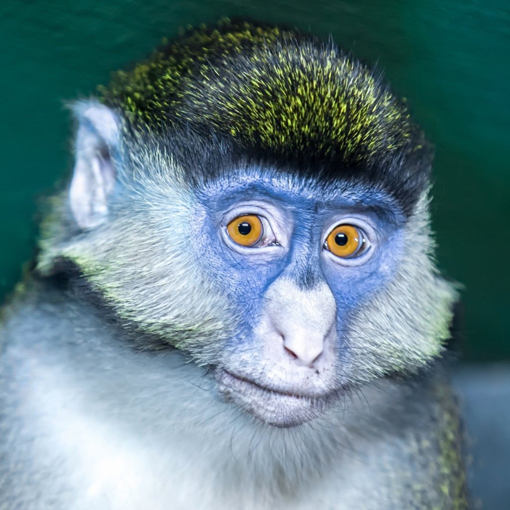 Обезьянки с голубыми мордочками