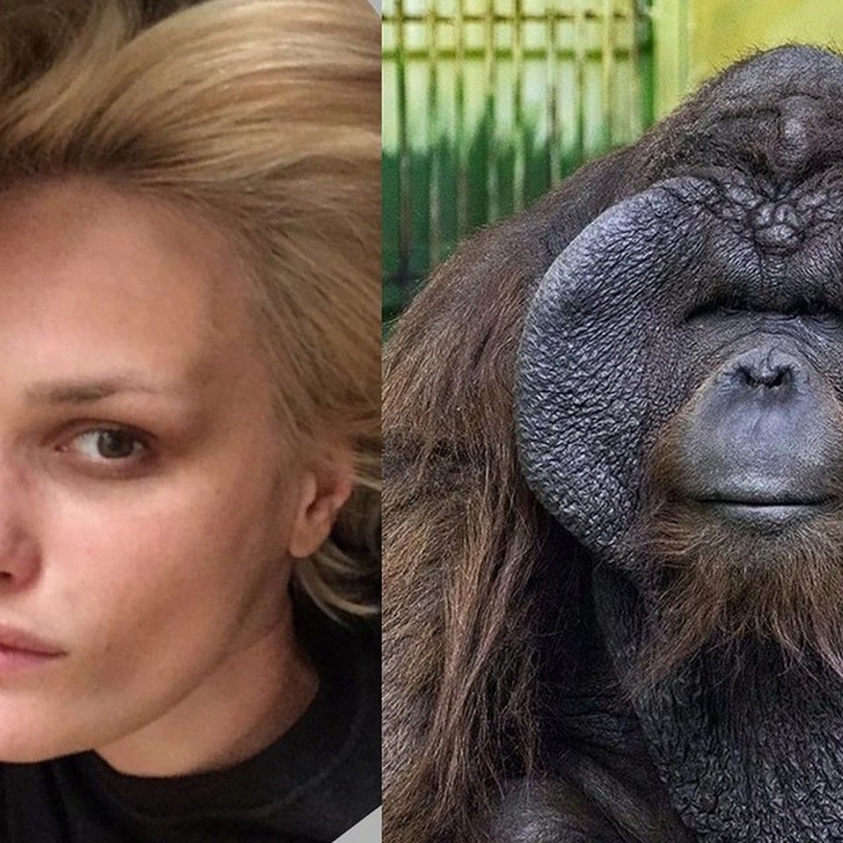 Обезьяна делает селфи