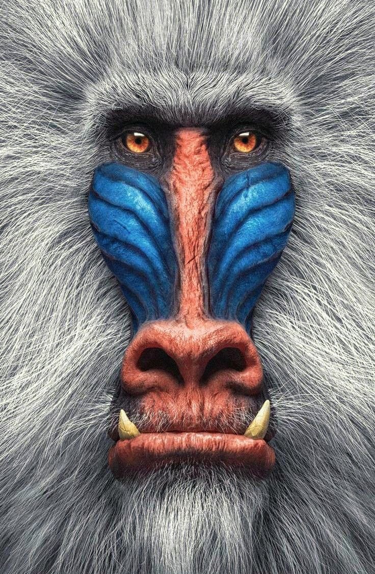 Самец мандрила