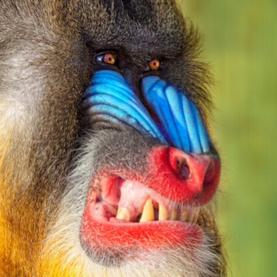 Павиан Бабуин Мандрил