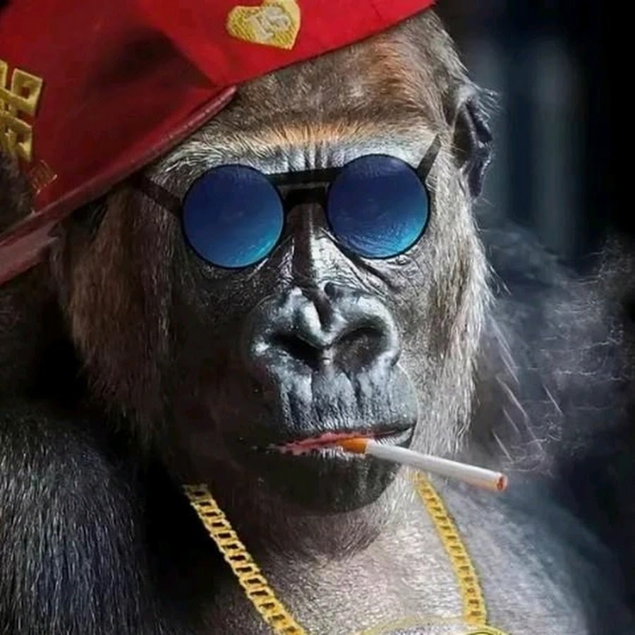 Обезьяна в очках