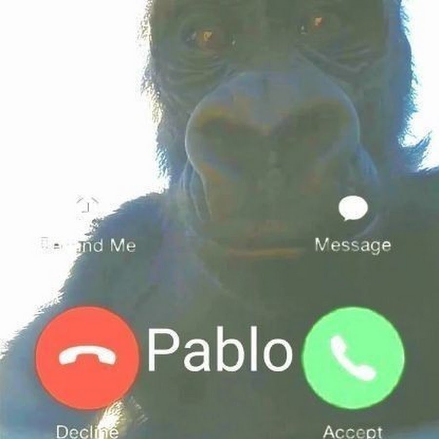 Pablo обезьяна