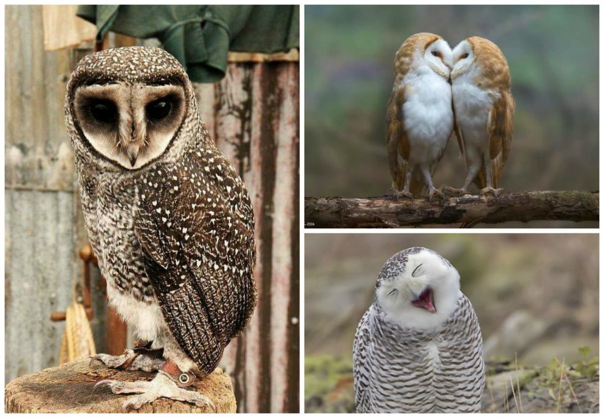 Филин Сыч сипуха