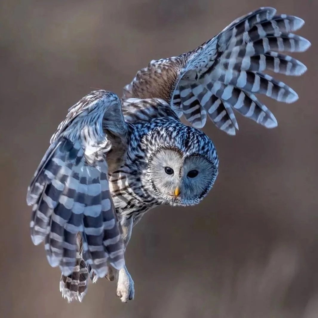 Сова обыкновенная