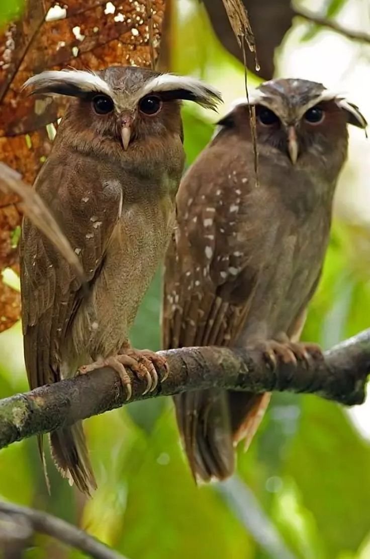 Хохлатая неясыть