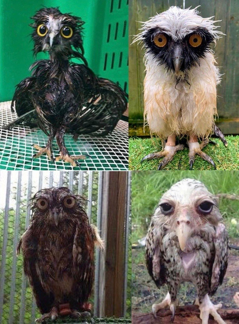 Мокрый Совенок