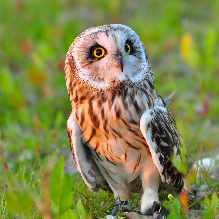 Полевая Сова