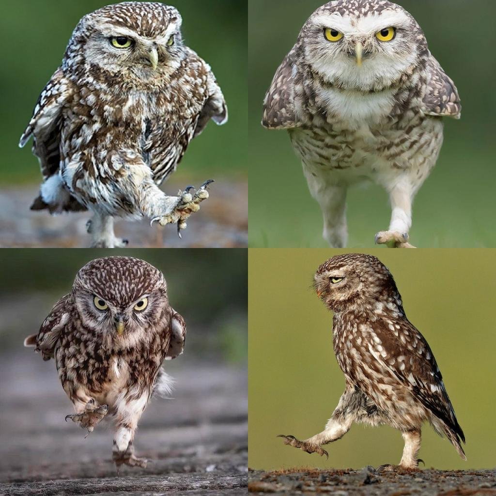 Разновидности сов