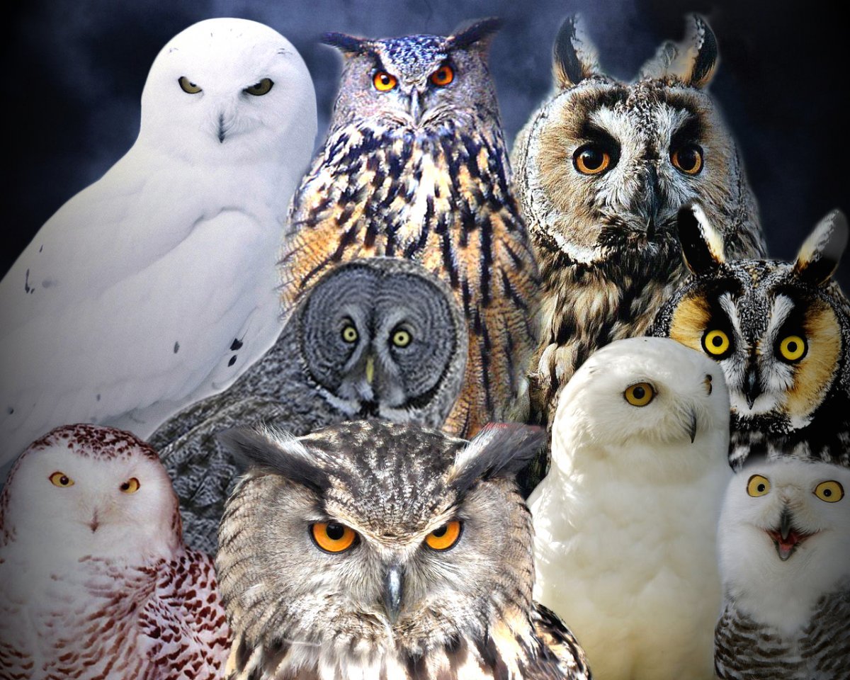 Сыч и ушастая Сова