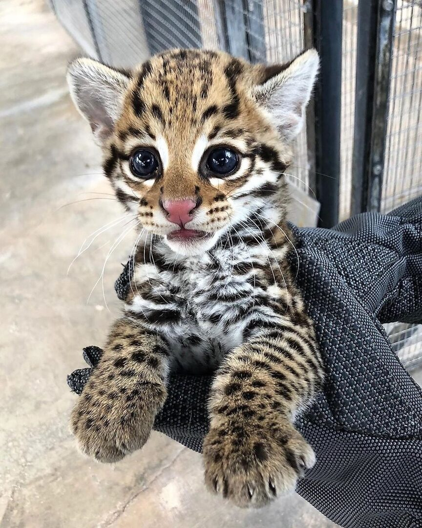 Леопардовая кошка Оцелот