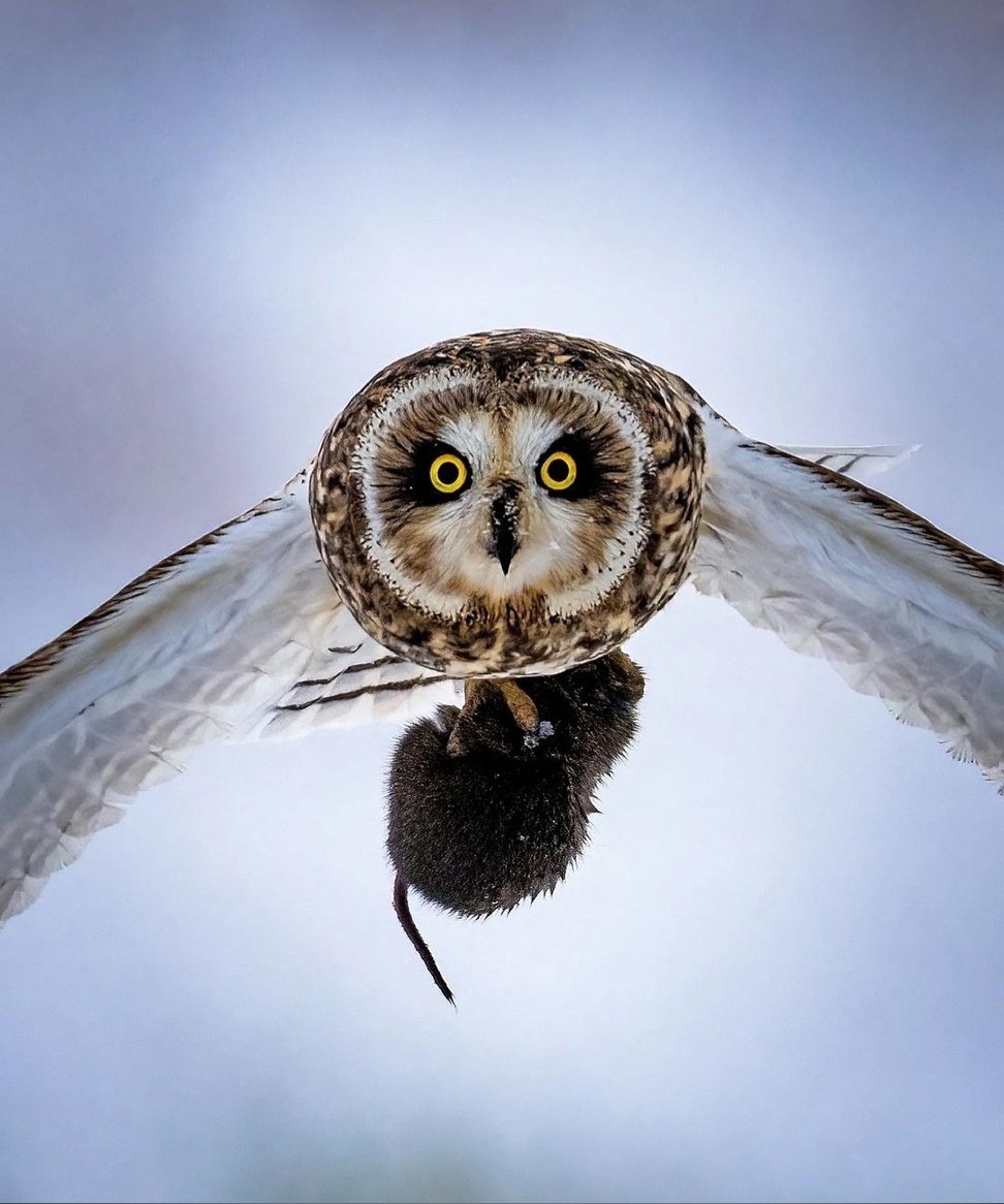 Ласковая Сова