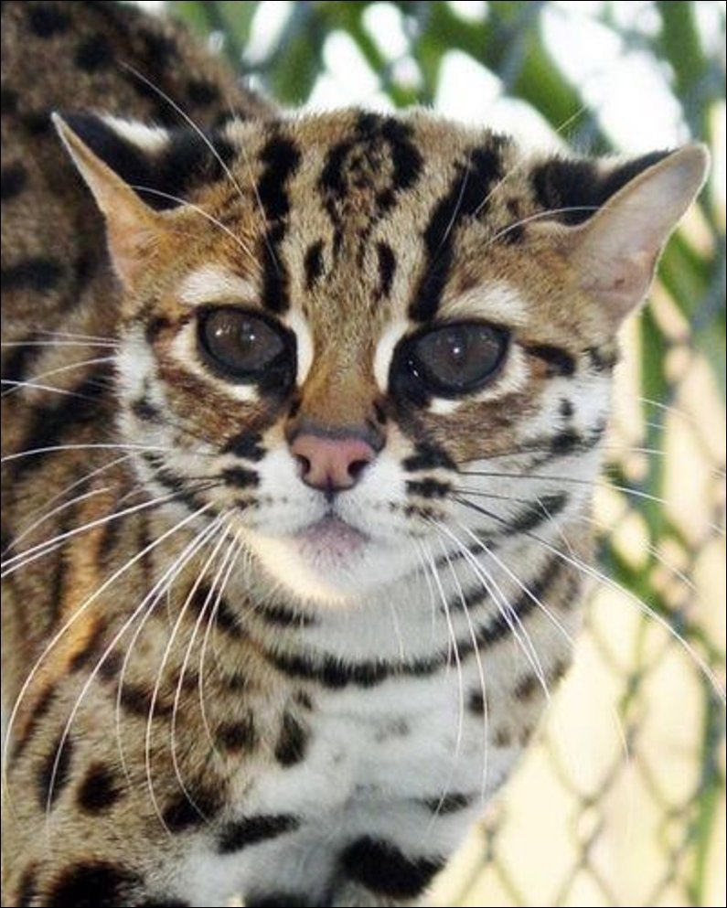 Ириомотейская Дикая кошка