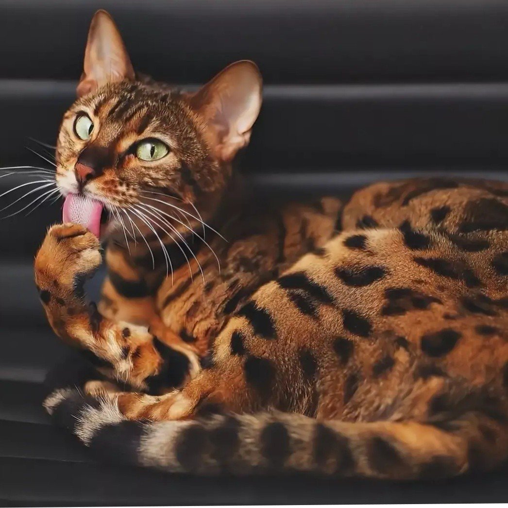 Кошка пятнистая Бенгальская