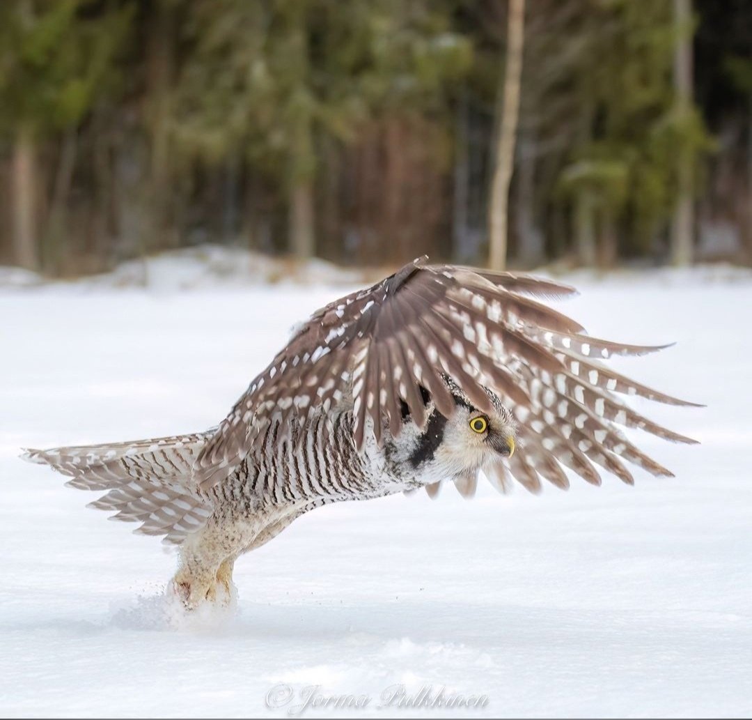 Спокойной ночи м совой
