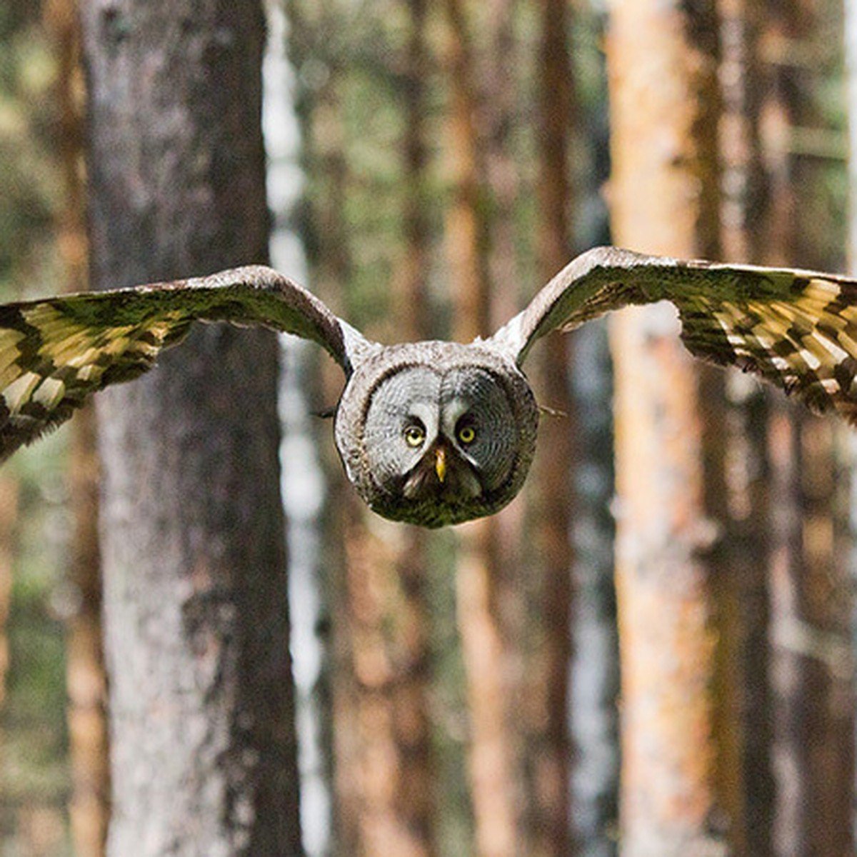 Звуки привлекающие сову