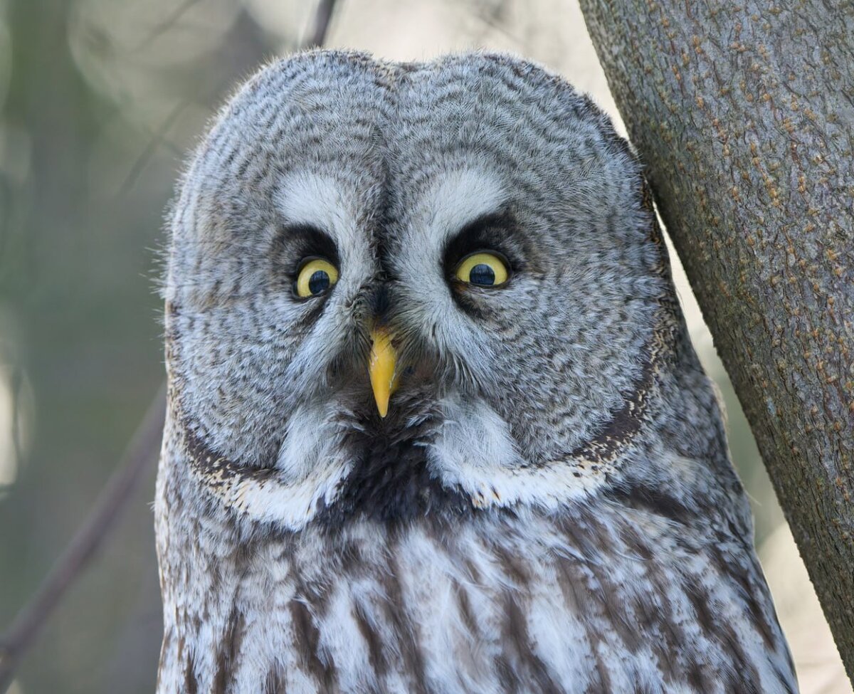 Европа ушастая Лесная Сова