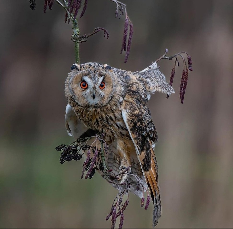 Пещерная Сова