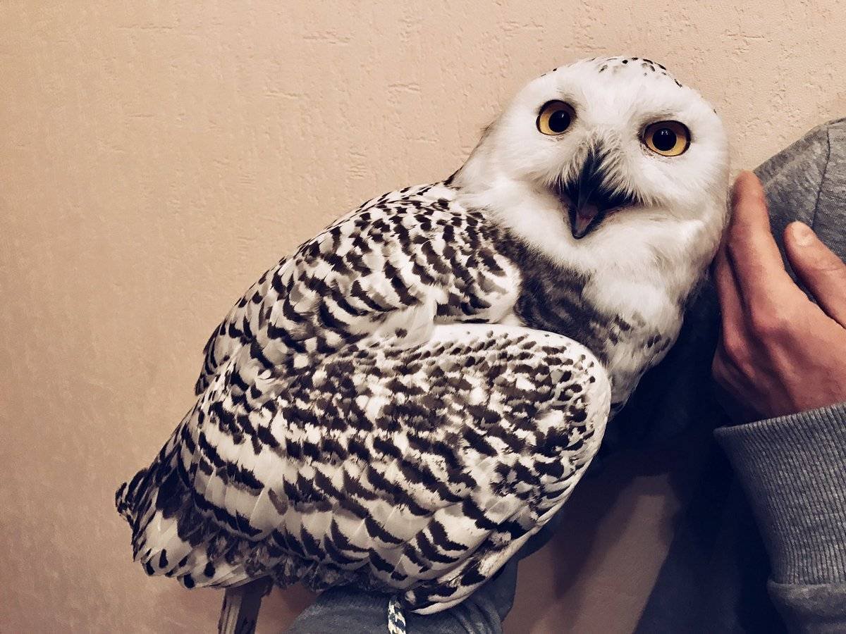 Сычик сплюшка