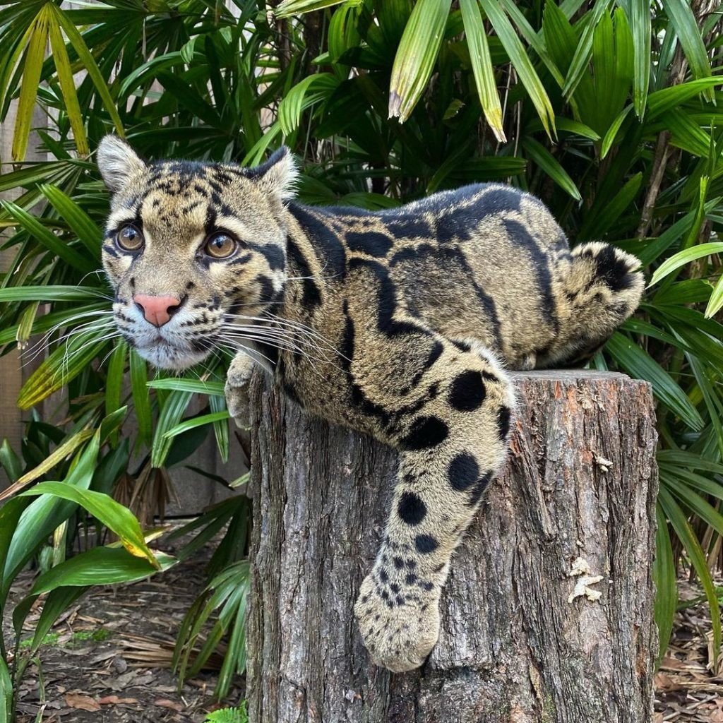 Дикий азиатский леопардовый кот