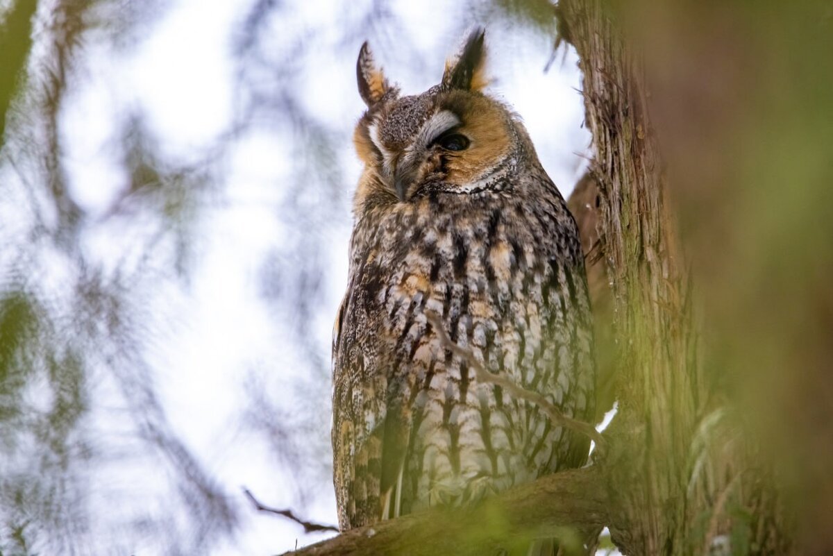 Ушастая Лесная Сова