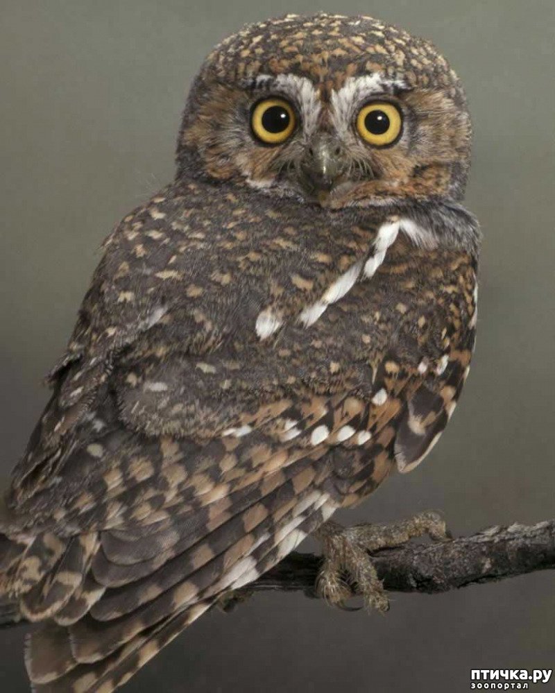Сова Сыч