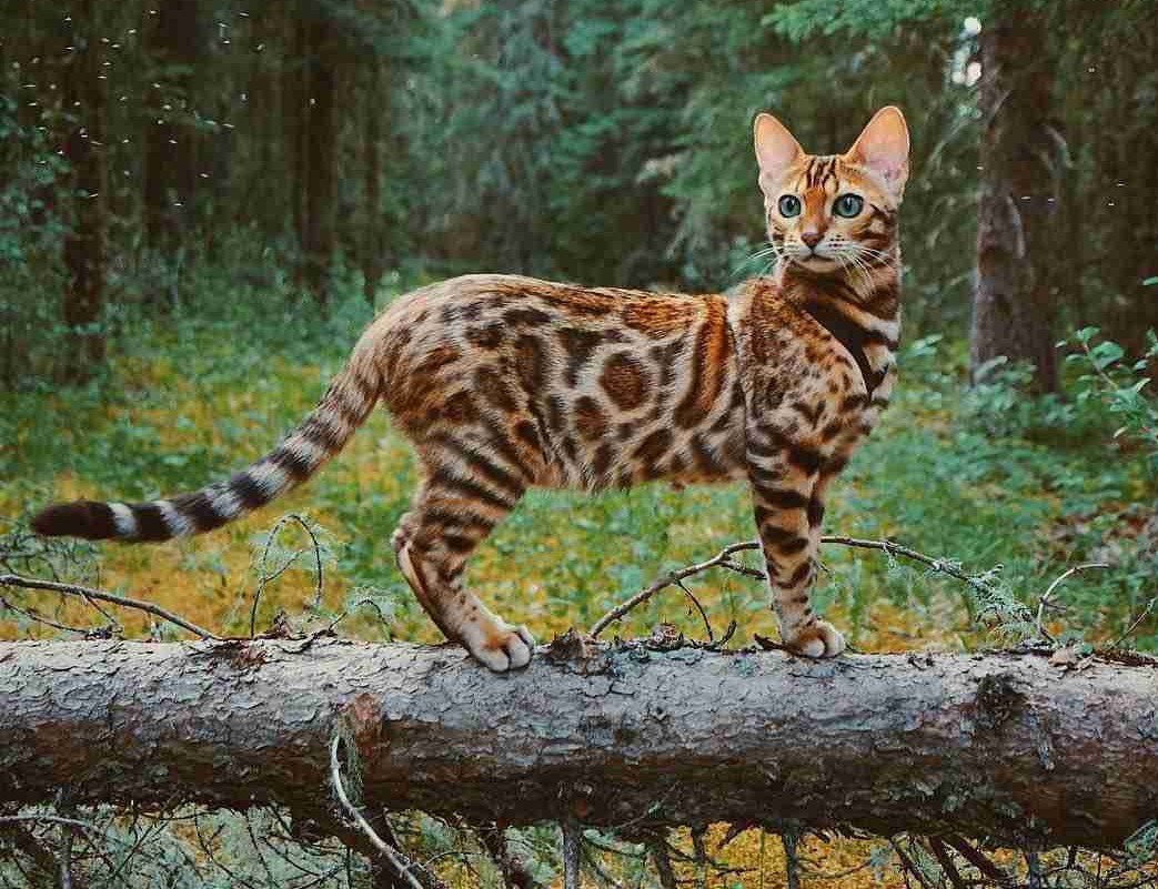 Бенгальская кошка