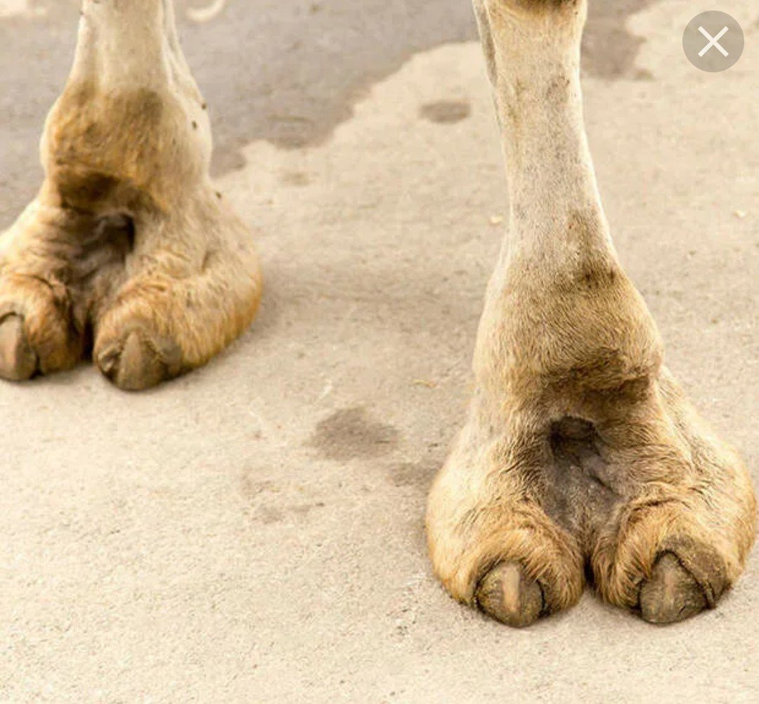 Верблюжье копытце у верблюда