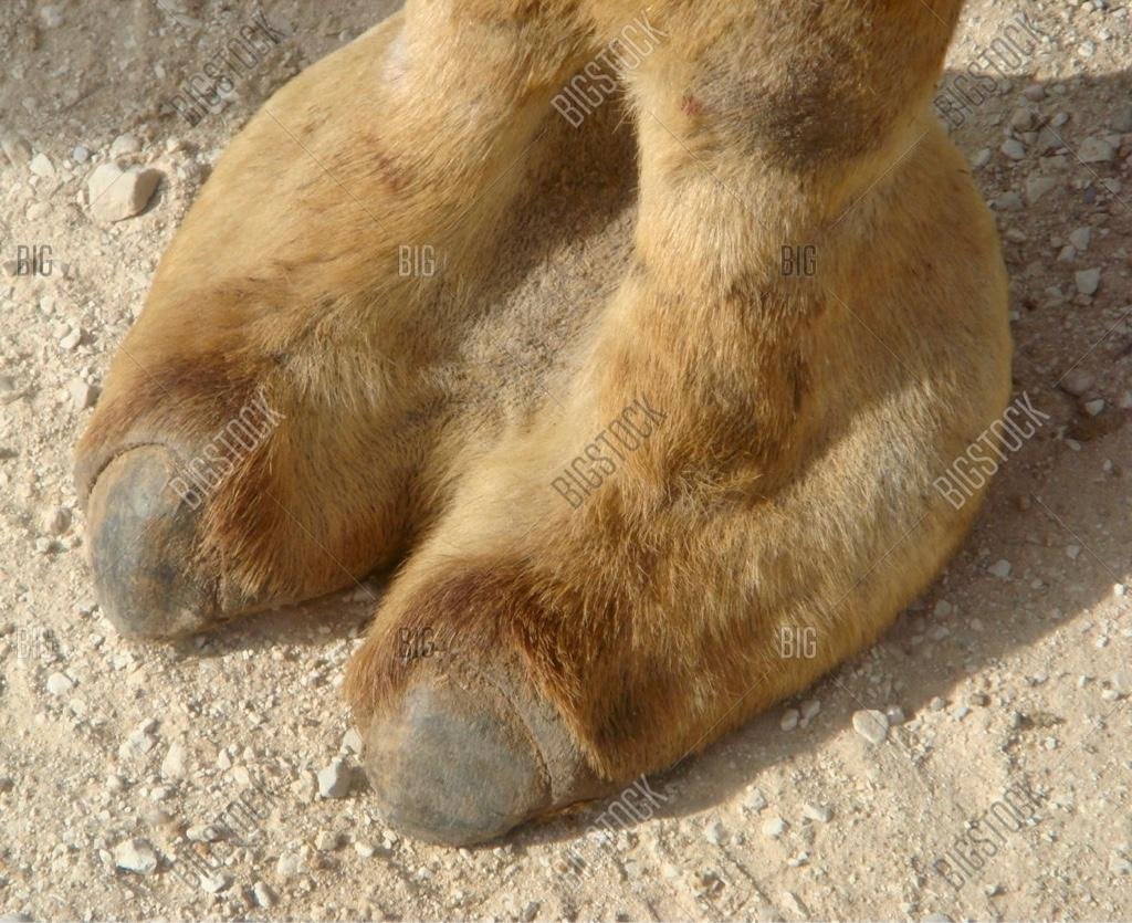 Верблюжий палец