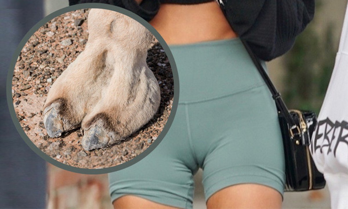 Верблюжье копытце накладка