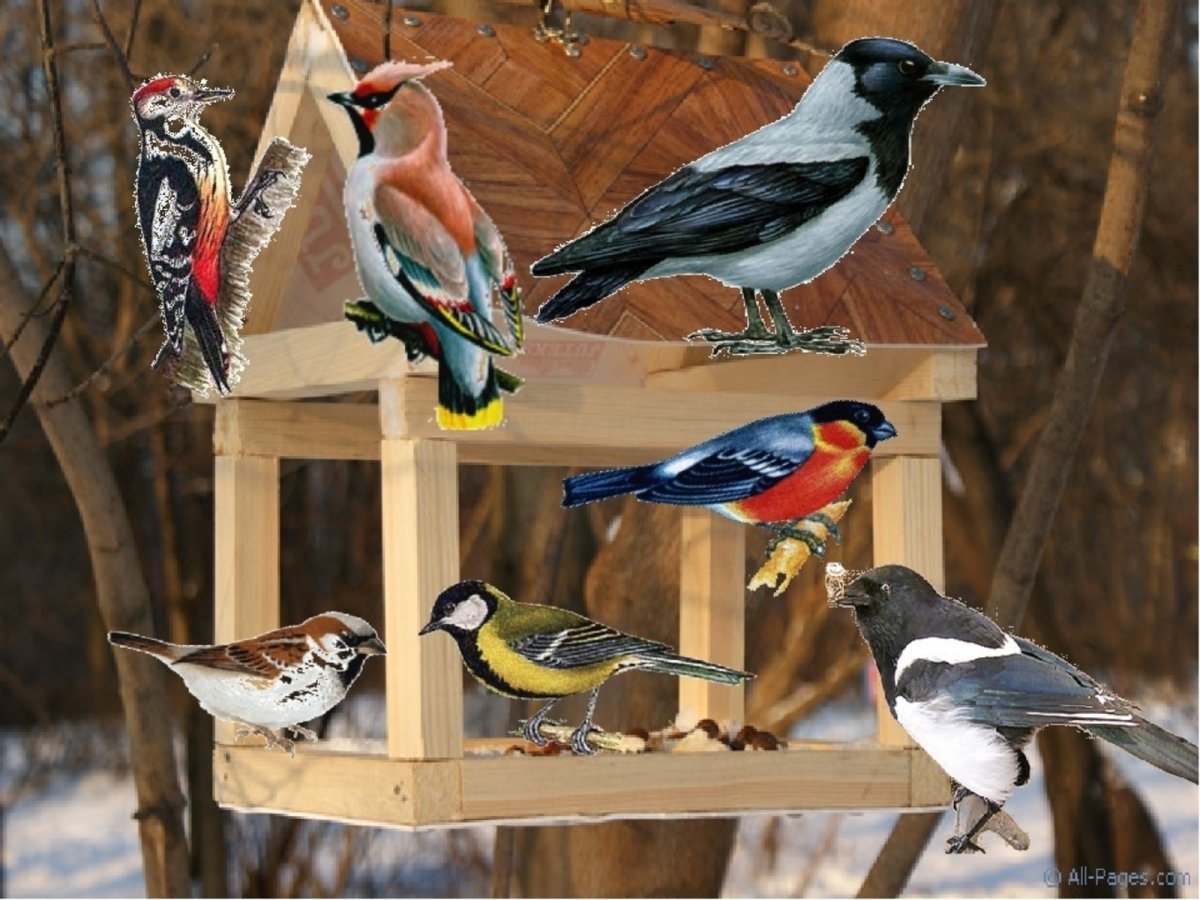 Зимующие птицы