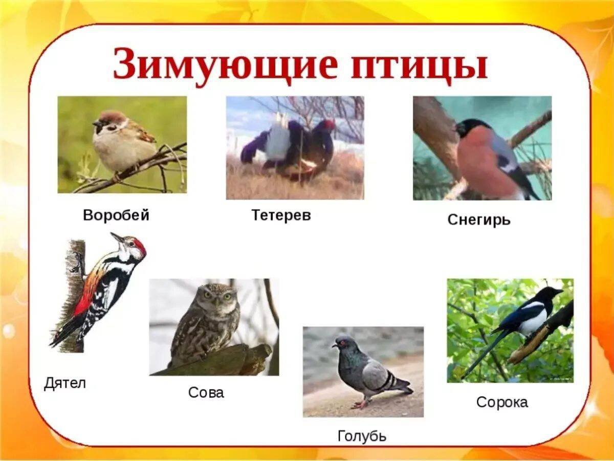 Зимующие птицы