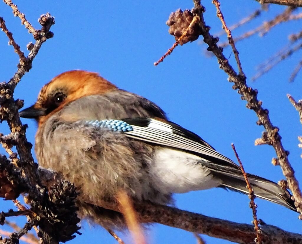 Птицы Иркутска зимой
