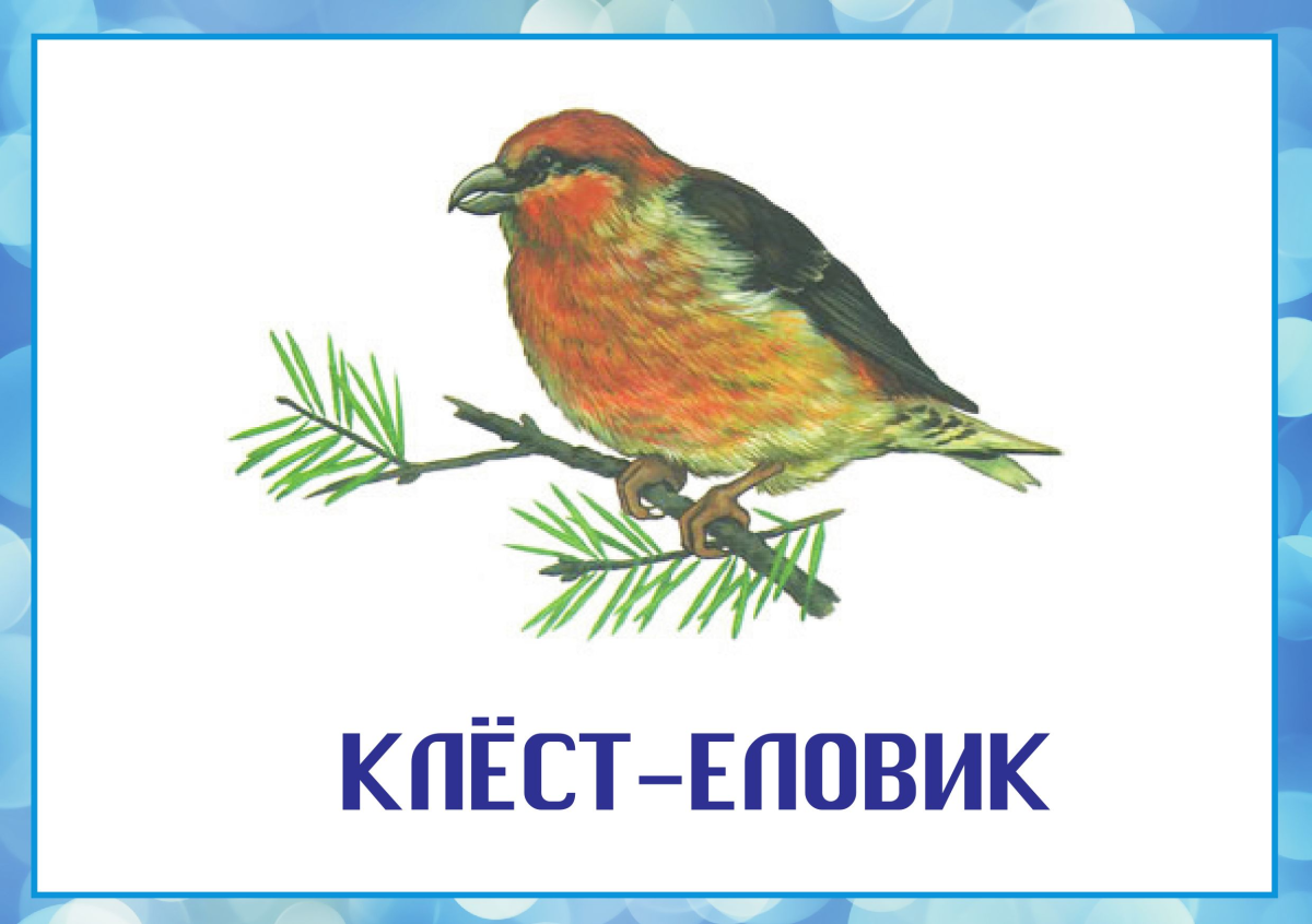 Зимующие птицы с названиями для детей