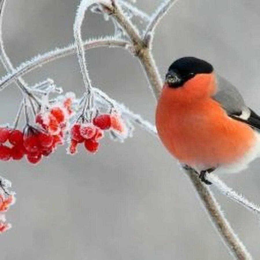 Снегири зимой