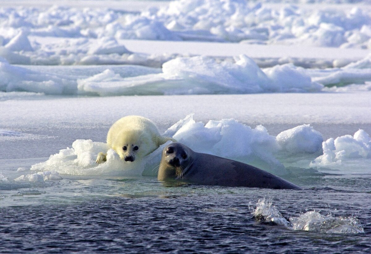 Белек гренландского тюленя