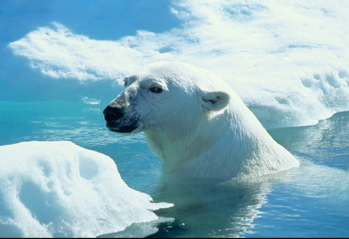 Жители Северного Ледовитого океана