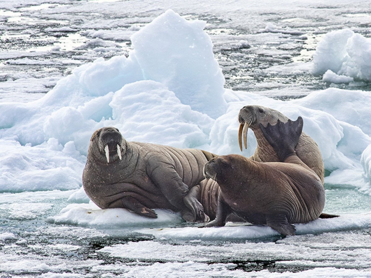 Северный полюс морж