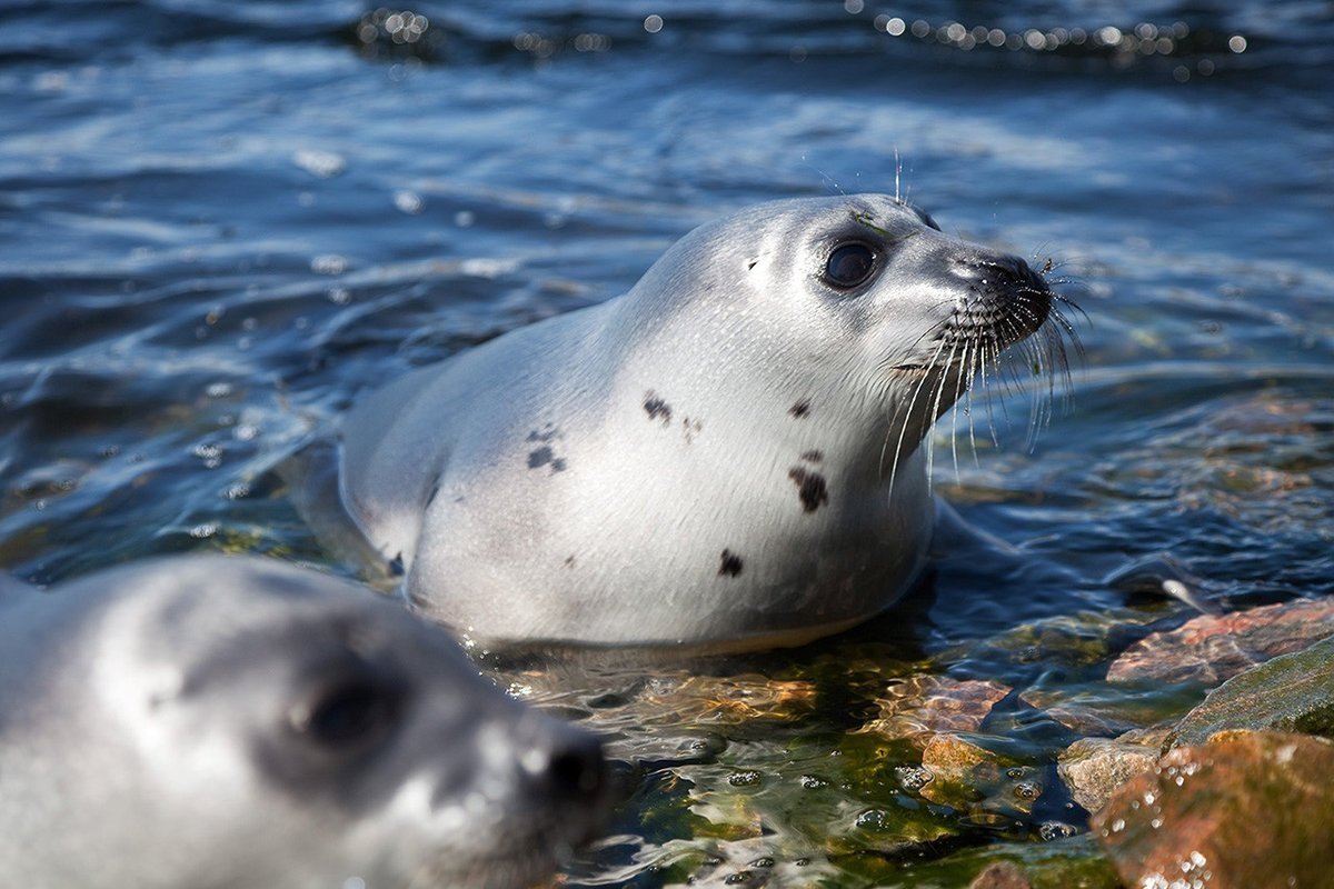 Нерпа Охотское море