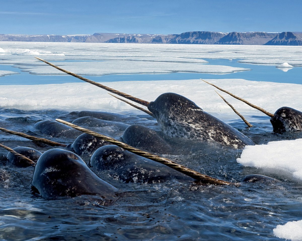 Нарвал морской Единорог
