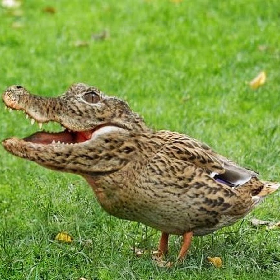 Утка МУТАНТ