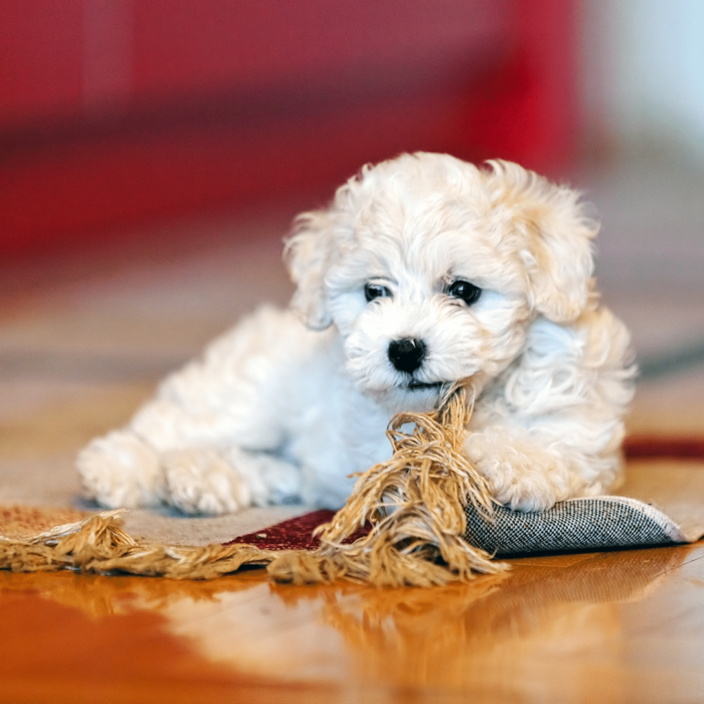 Лион Бишон собака