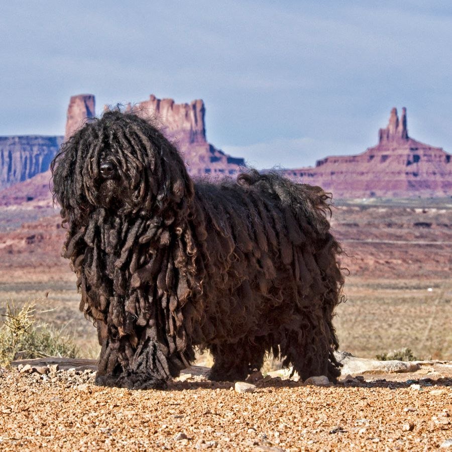 Большие гипоаллергенные собаки
