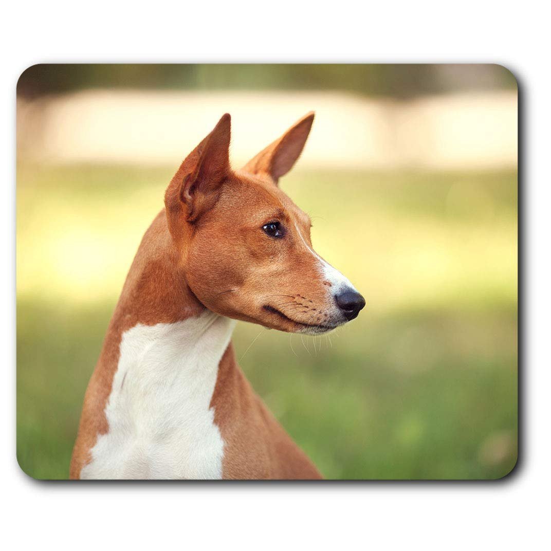 Порода басенджи