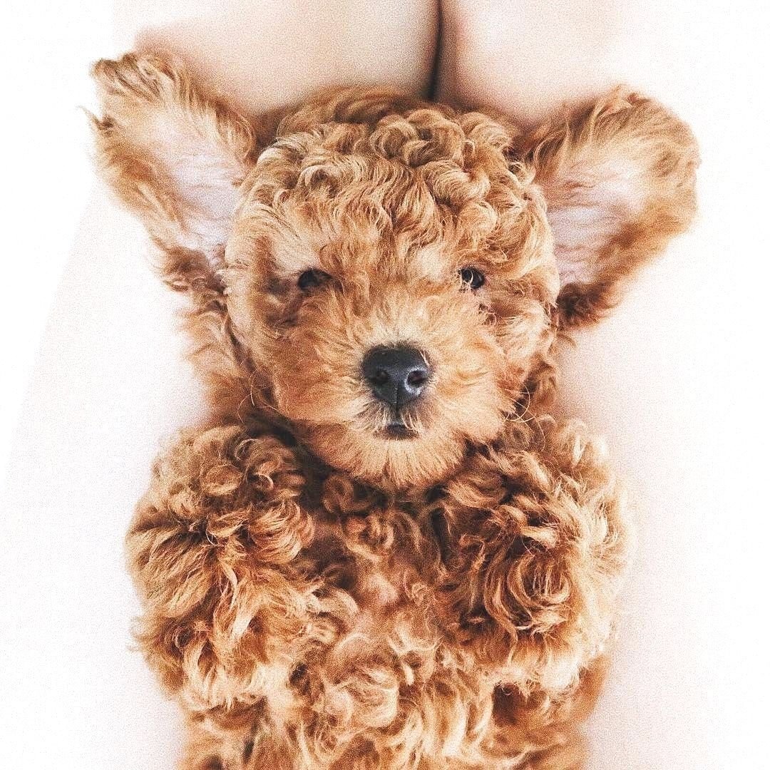 Гипоаллергенные собаки мальтипу