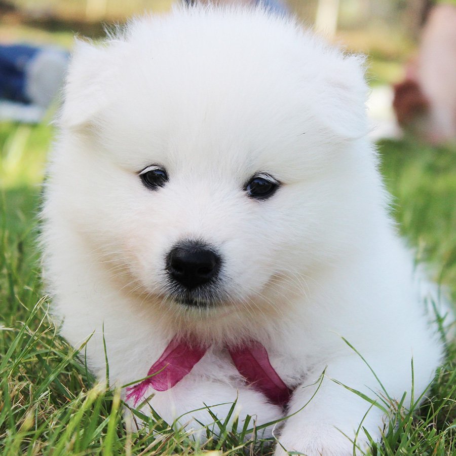 Гипоаллергенные собаки самоед