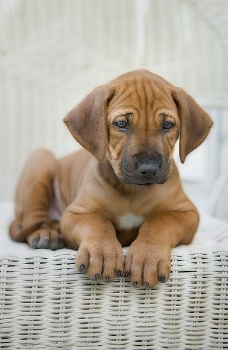 Зененхауден гладкошерстный